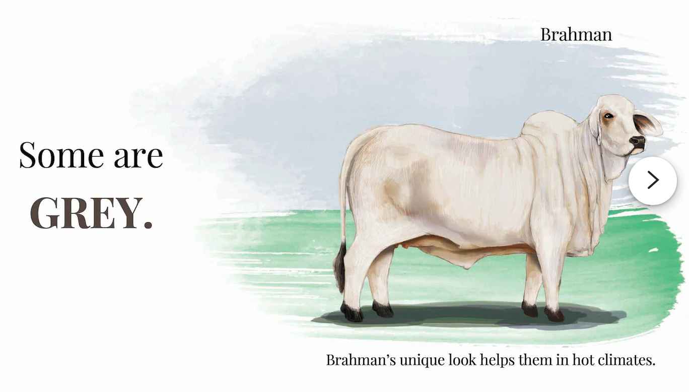 Baby's First Book of Cows & Colors - Board Book